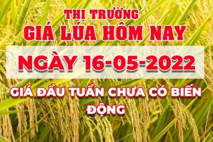 rice and paddy prices today