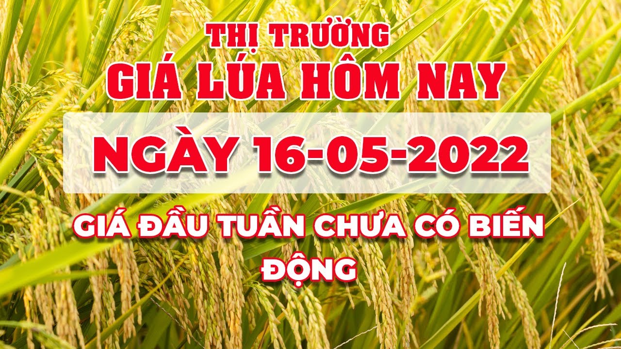 rice and paddy prices today