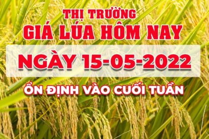 rice and paddy prices today