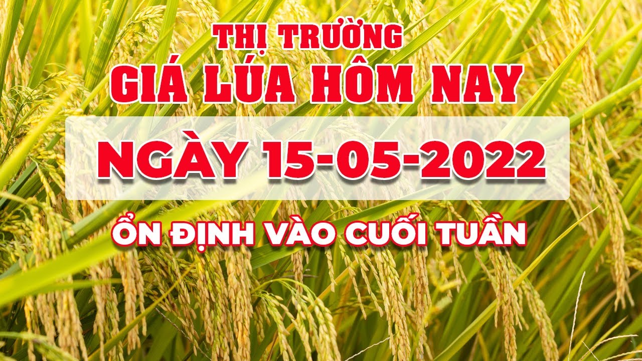 rice and paddy prices today