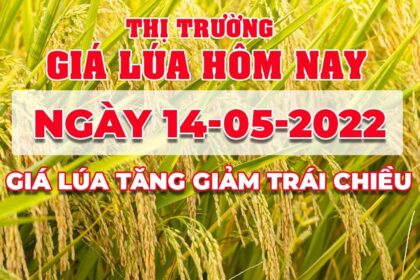 rice and paddy prices today