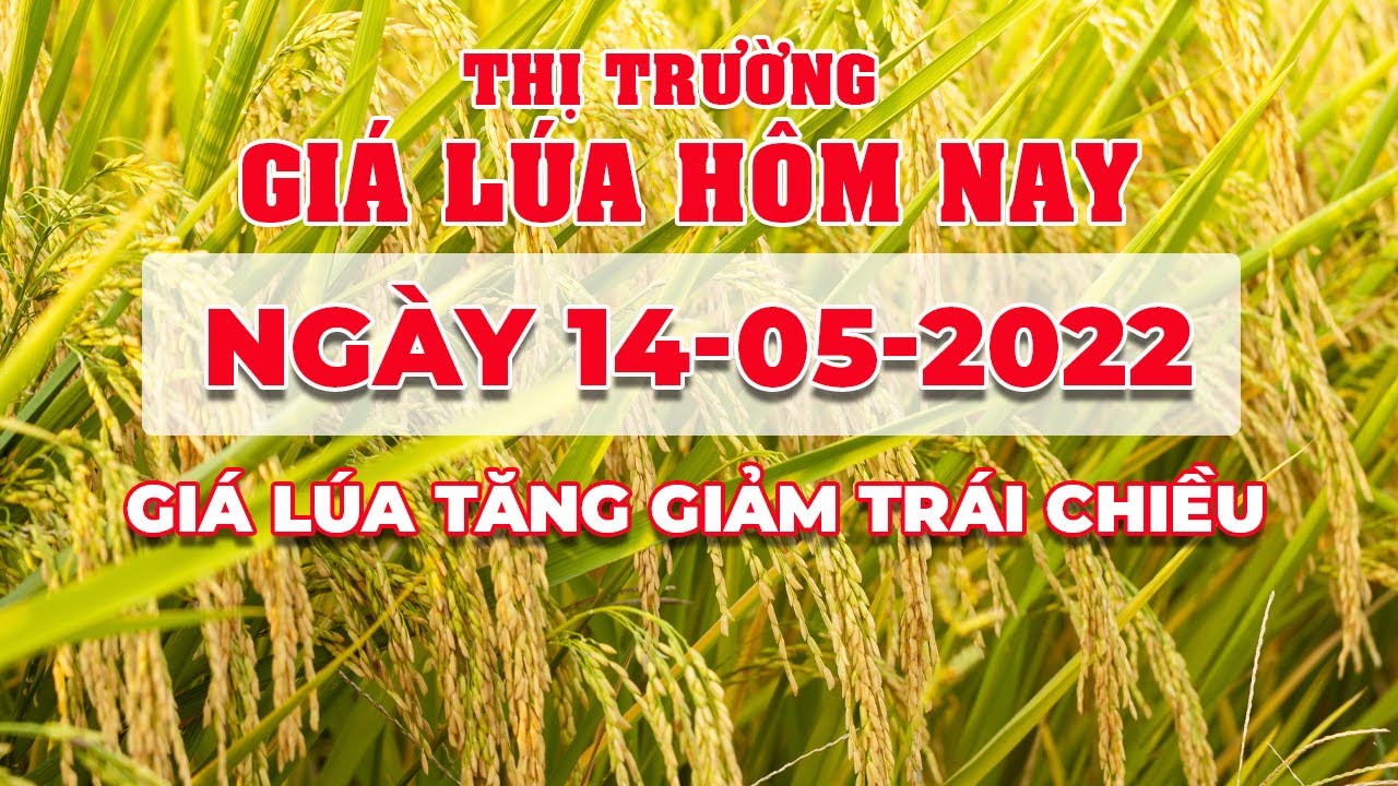 rice and paddy prices today