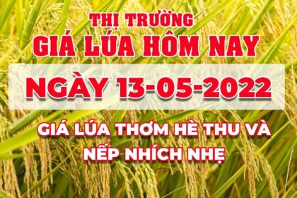 rice and paddy prices today