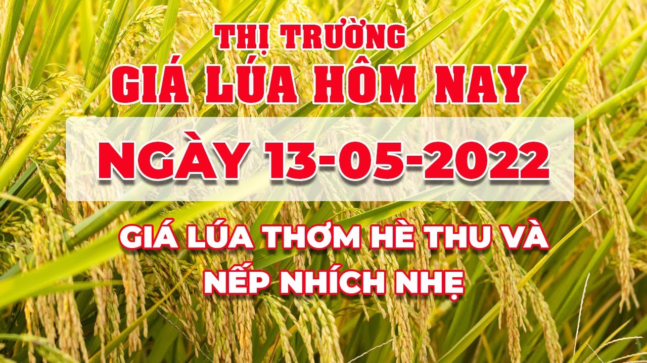 rice and paddy prices today