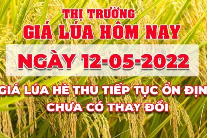 rice and paddy prices today