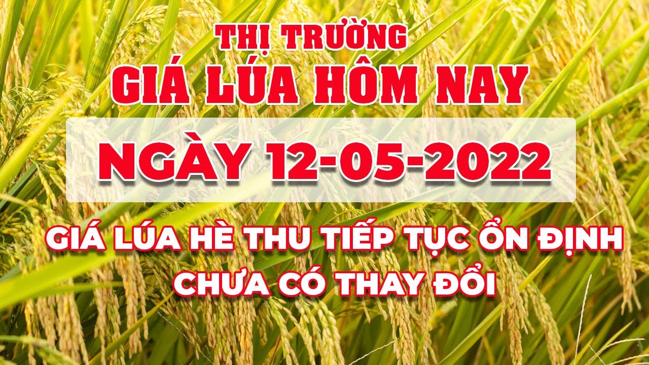 rice and paddy prices today