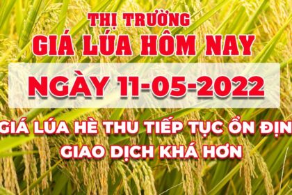 rice and paddy prices today