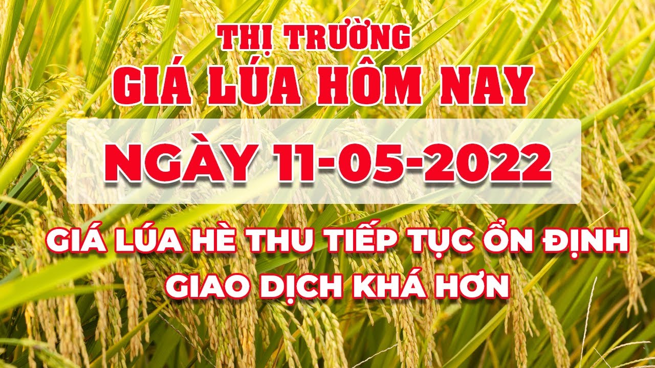 rice and paddy prices today