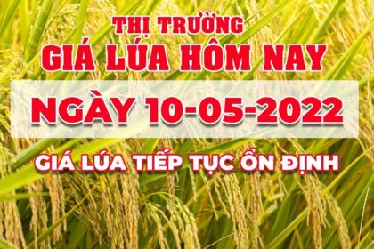 rice and paddy prices today