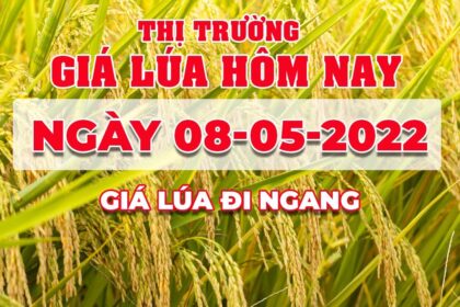 rice and paddy prices today