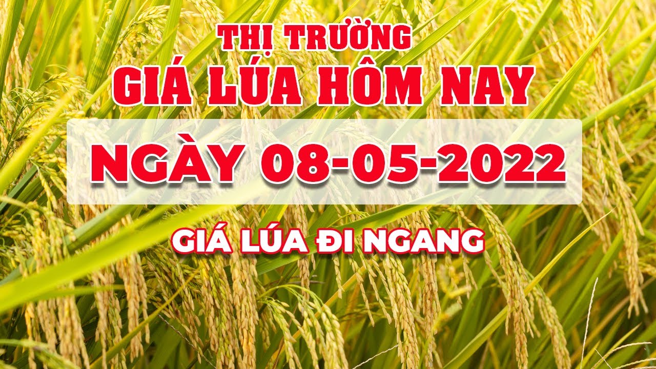 rice and paddy prices today