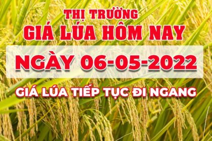 rice and paddy prices today
