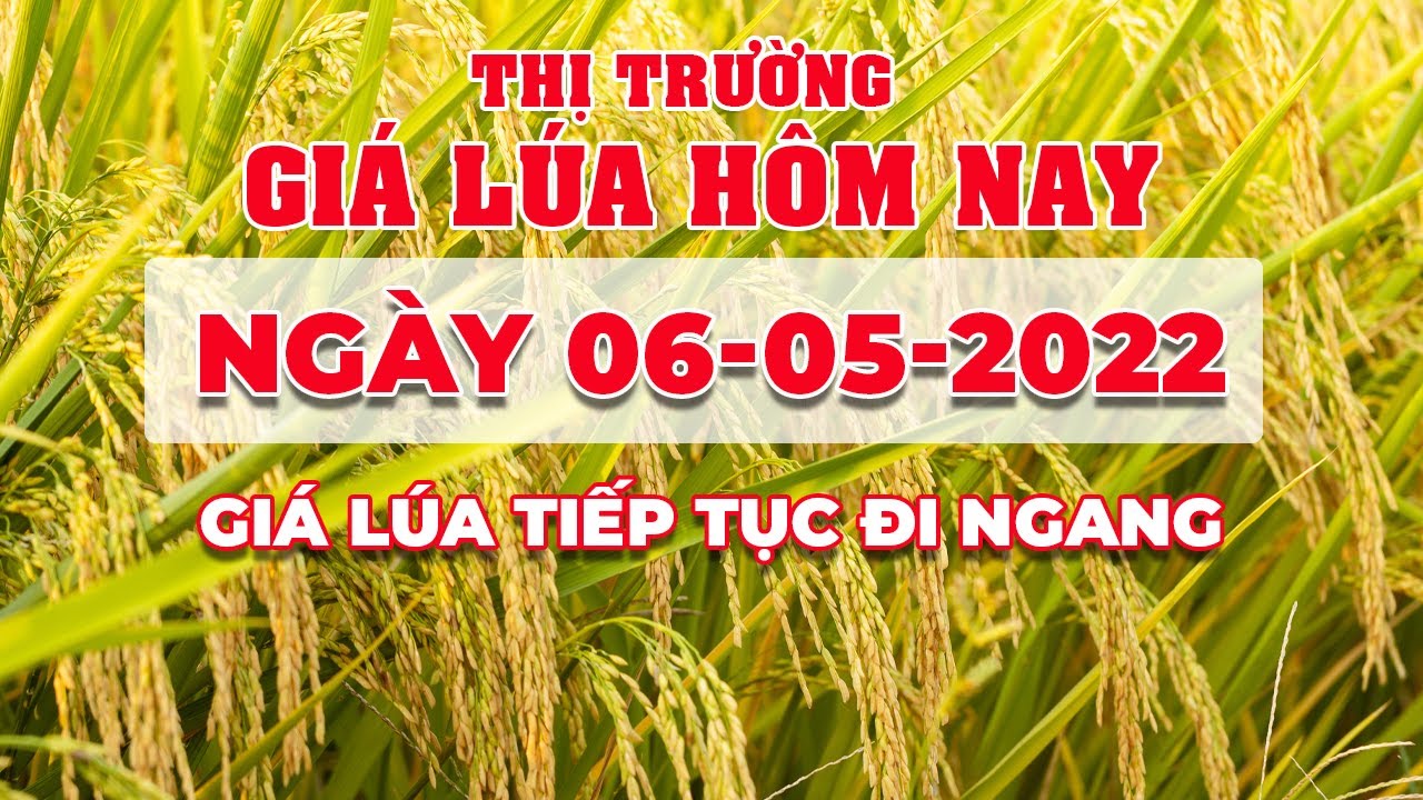 rice and paddy prices today