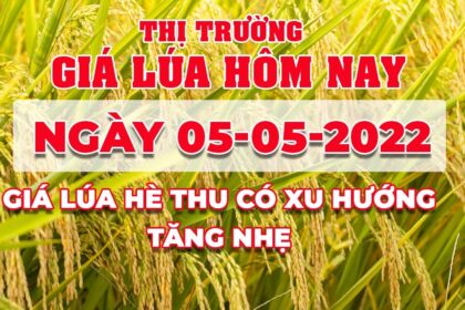 rice and paddy prices today