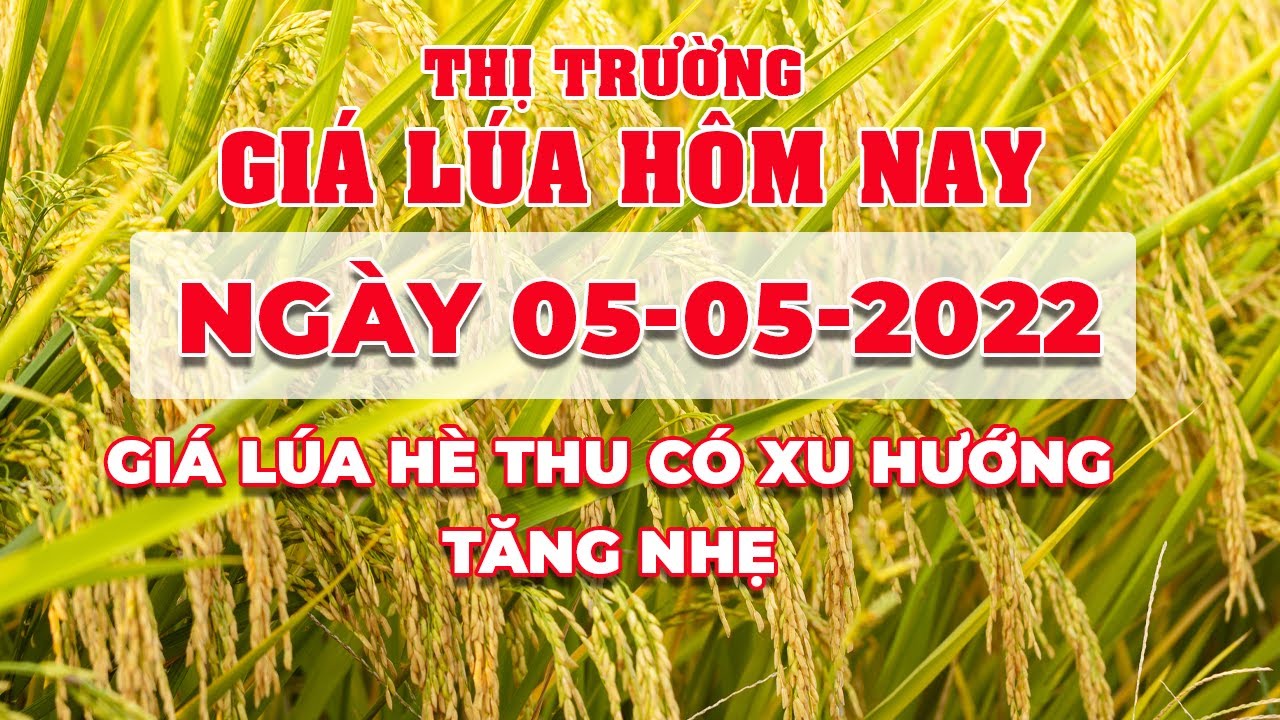 rice and paddy prices today
