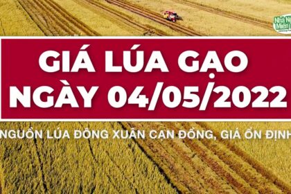 rice and paddy prices today