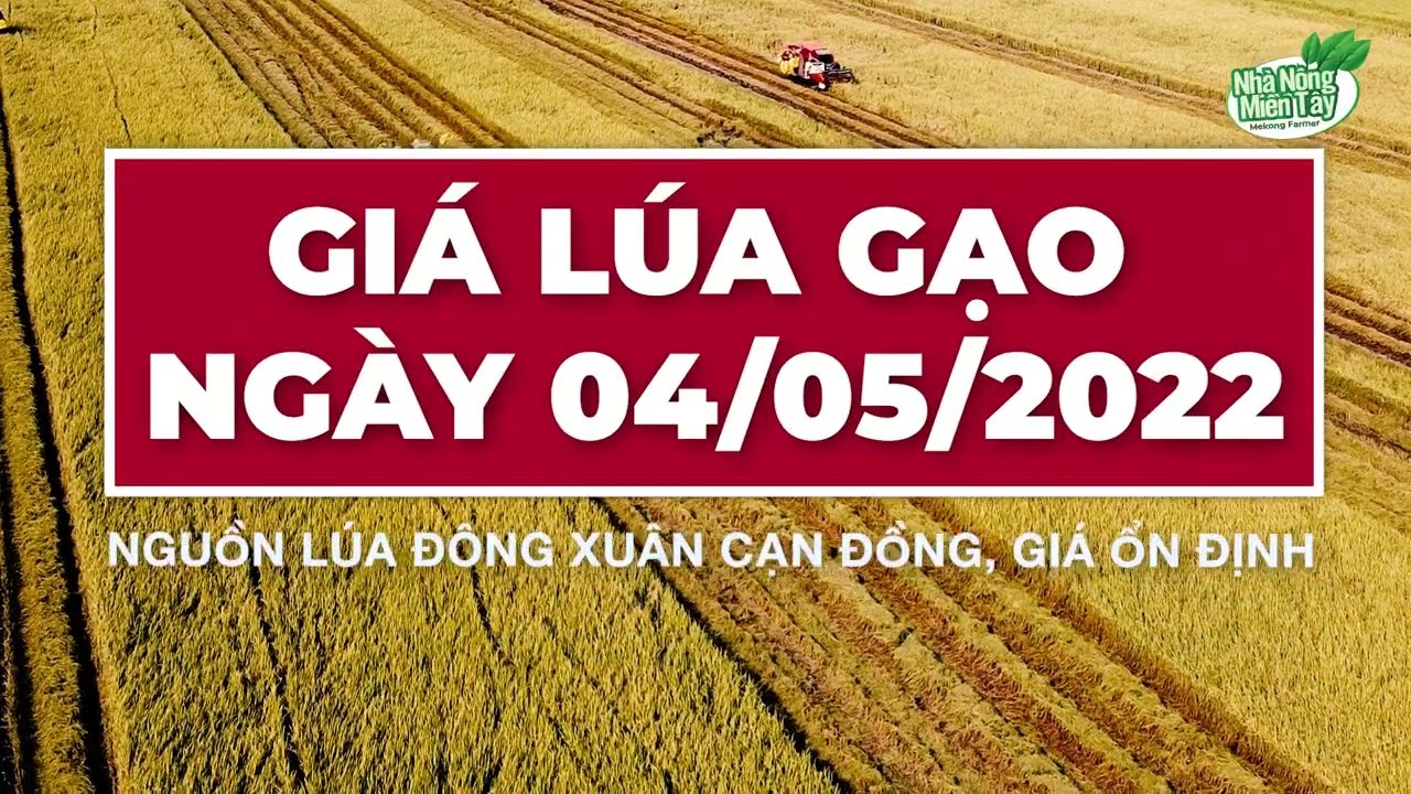 rice and paddy prices today