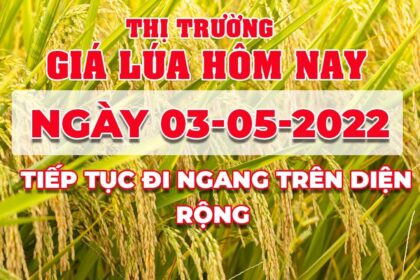 rice and paddy prices today