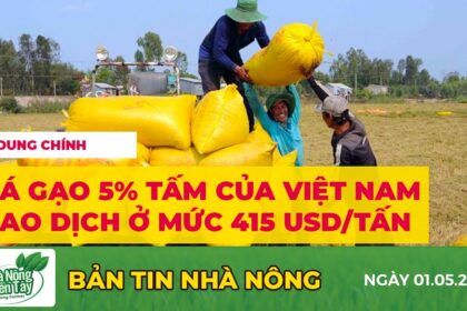 rice and paddy prices today