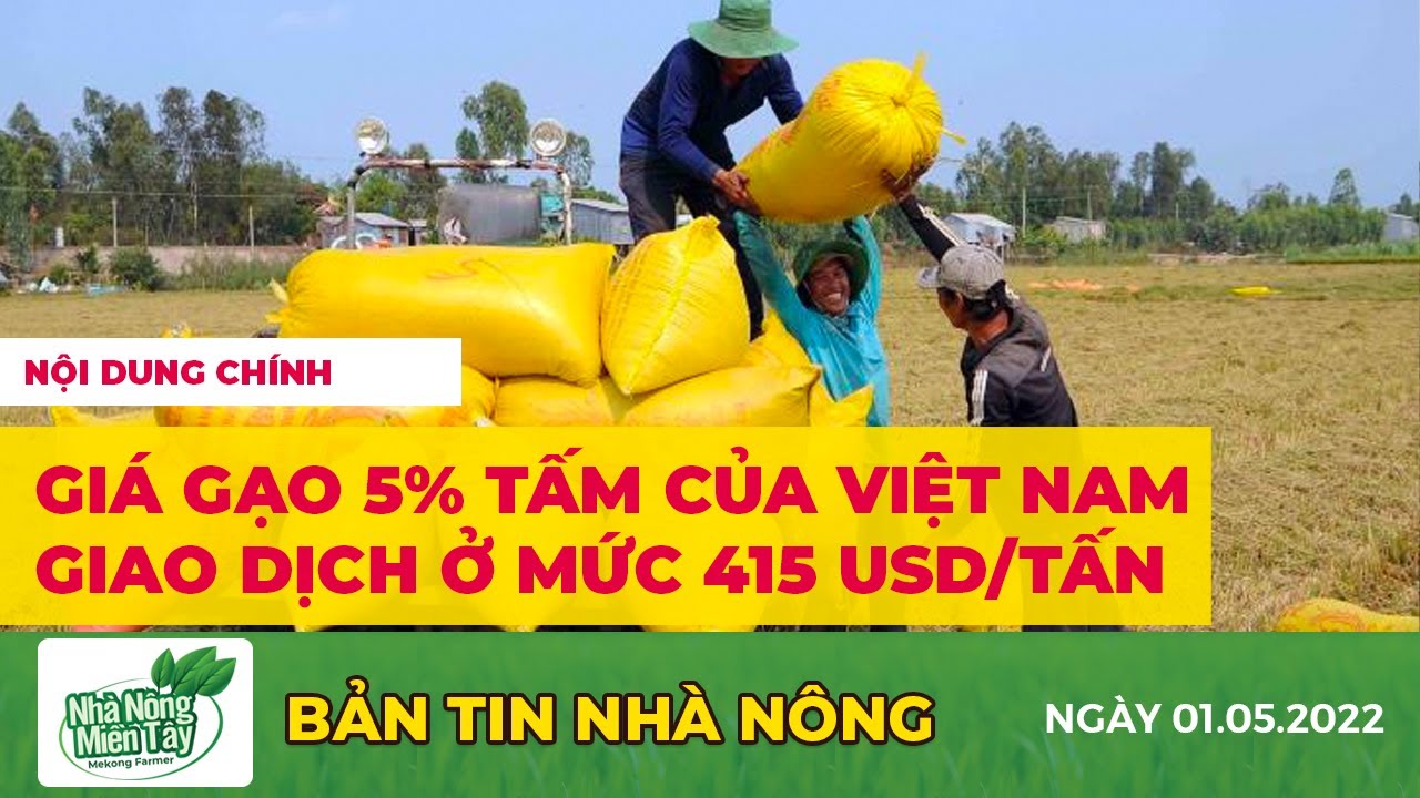 rice and paddy prices today