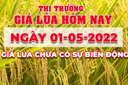 rice and paddy prices today