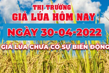 rice and paddy prices today