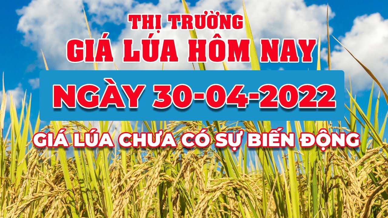 rice and paddy prices today