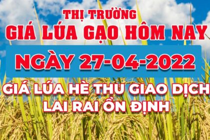 rice and paddy prices today
