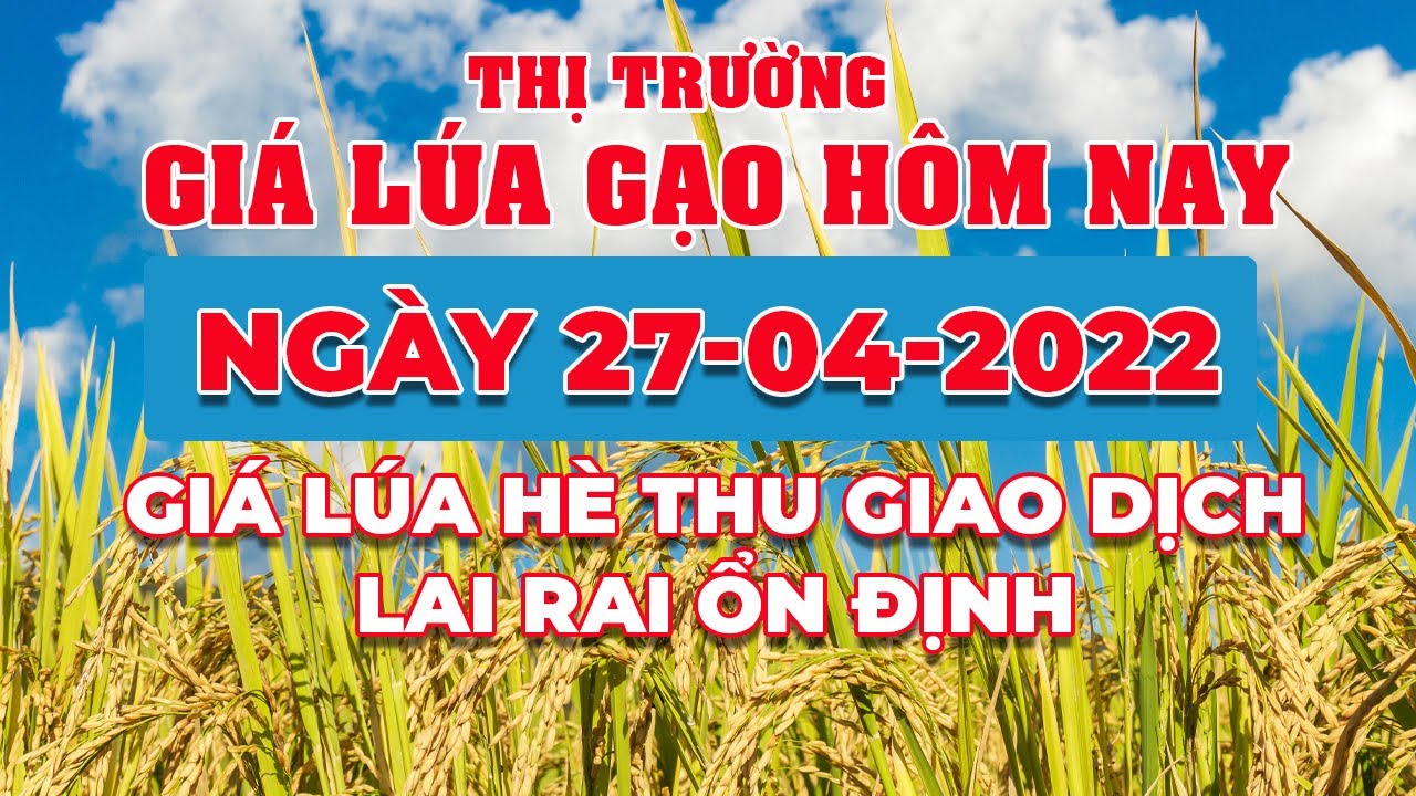 rice and paddy prices today