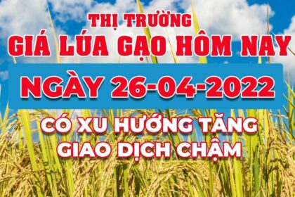 rice and paddy prices today