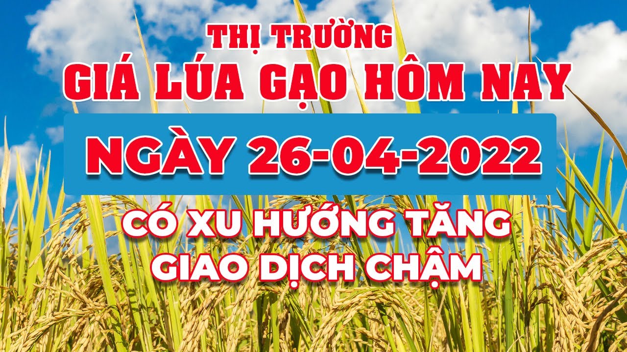 rice and paddy prices today