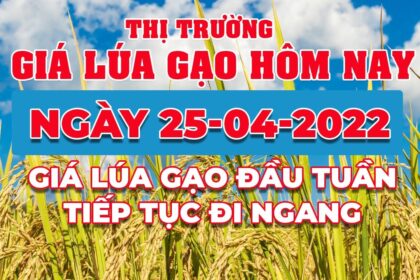 rice and paddy prices today