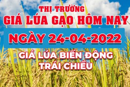 rice and paddy prices today