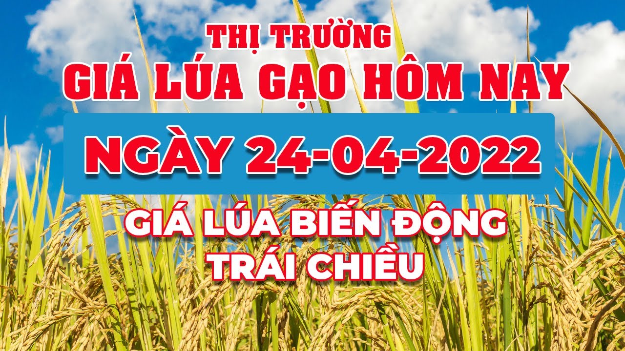 rice and paddy prices today