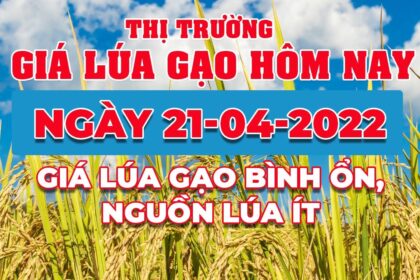 rice and paddy prices today
