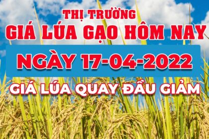 rice and paddy prices today