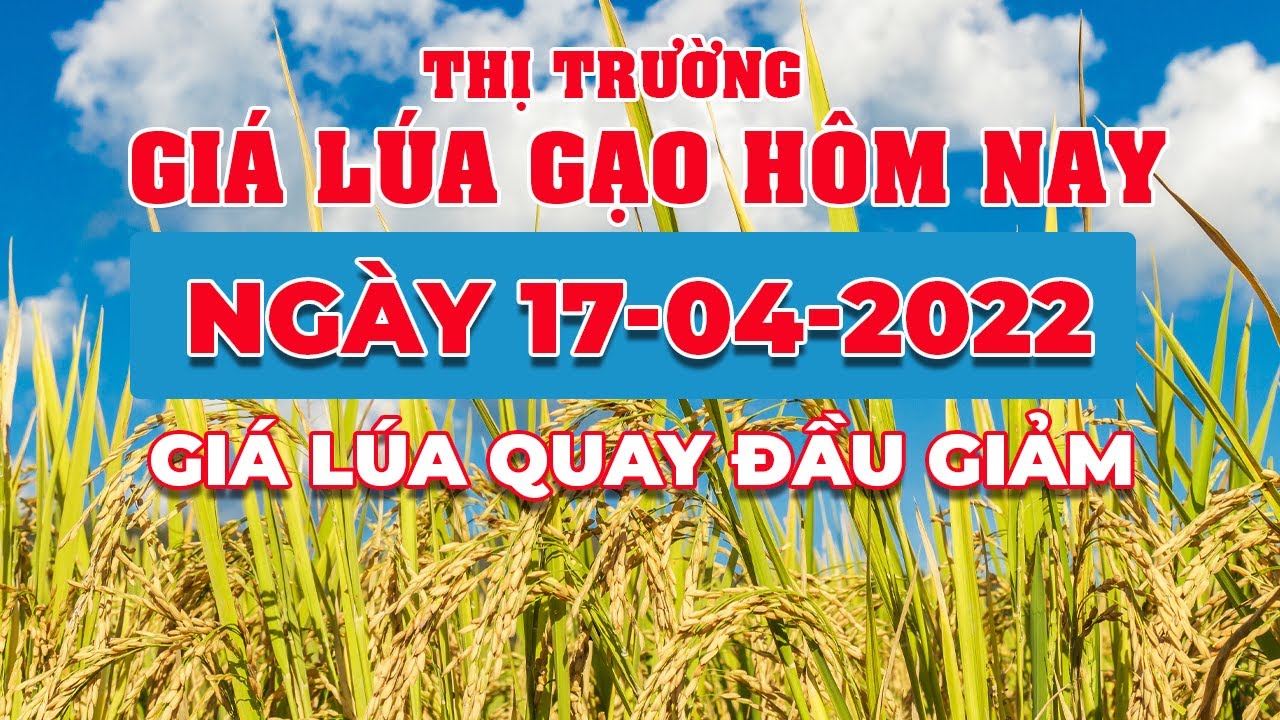 rice and paddy prices today