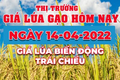 rice and paddy prices today