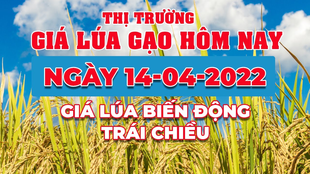 rice and paddy prices today