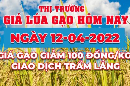 rice and paddy prices today