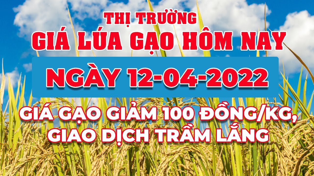 rice and paddy prices today