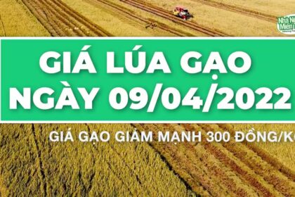 rice and paddy prices today