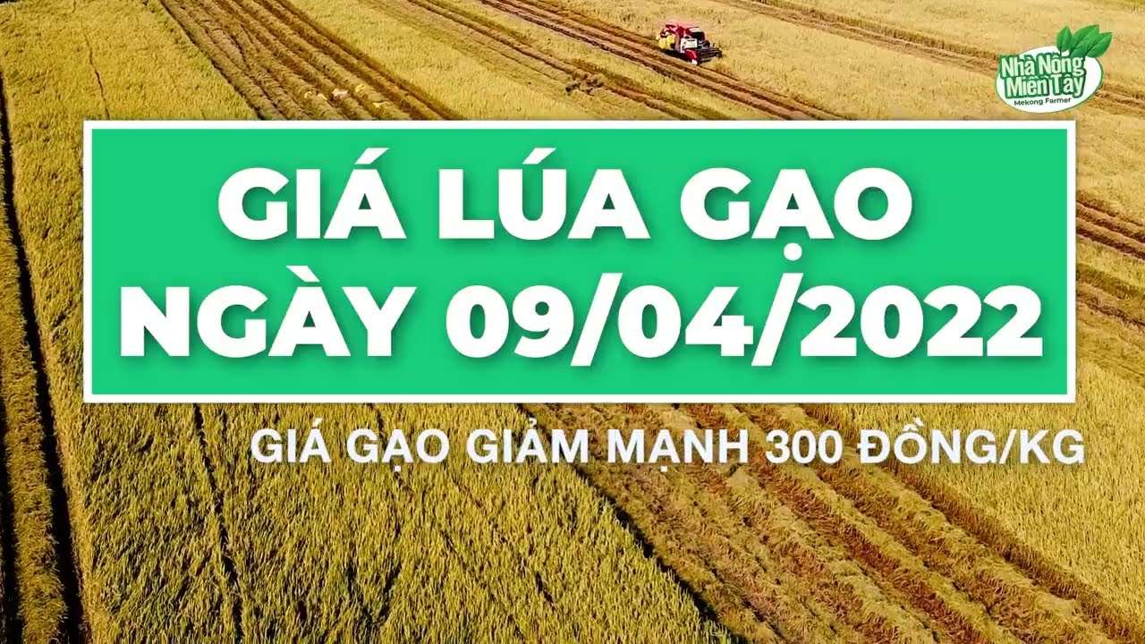 rice and paddy prices today
