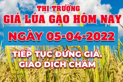 rice and paddy prices today
