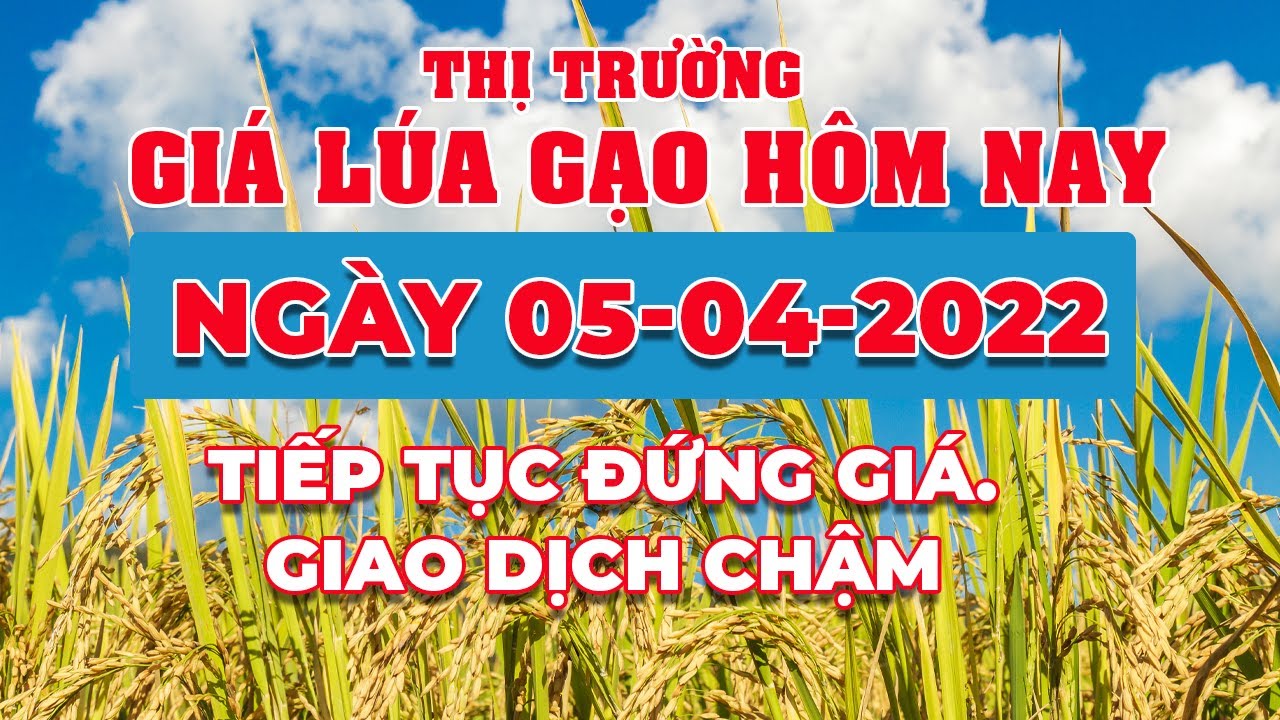 rice and paddy prices today