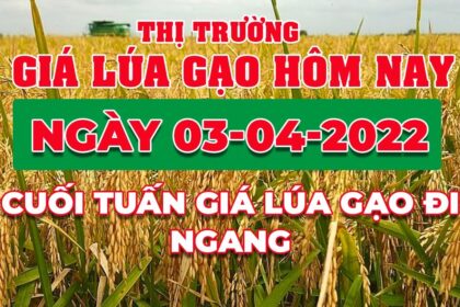 rice and paddy prices today