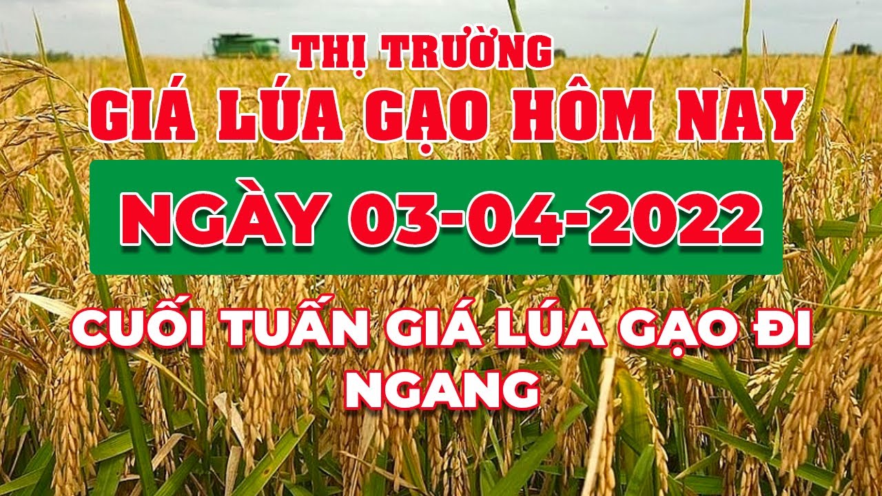 rice and paddy prices today