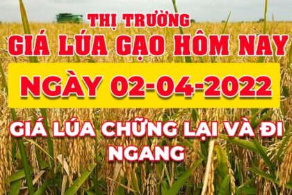 rice and paddy prices today