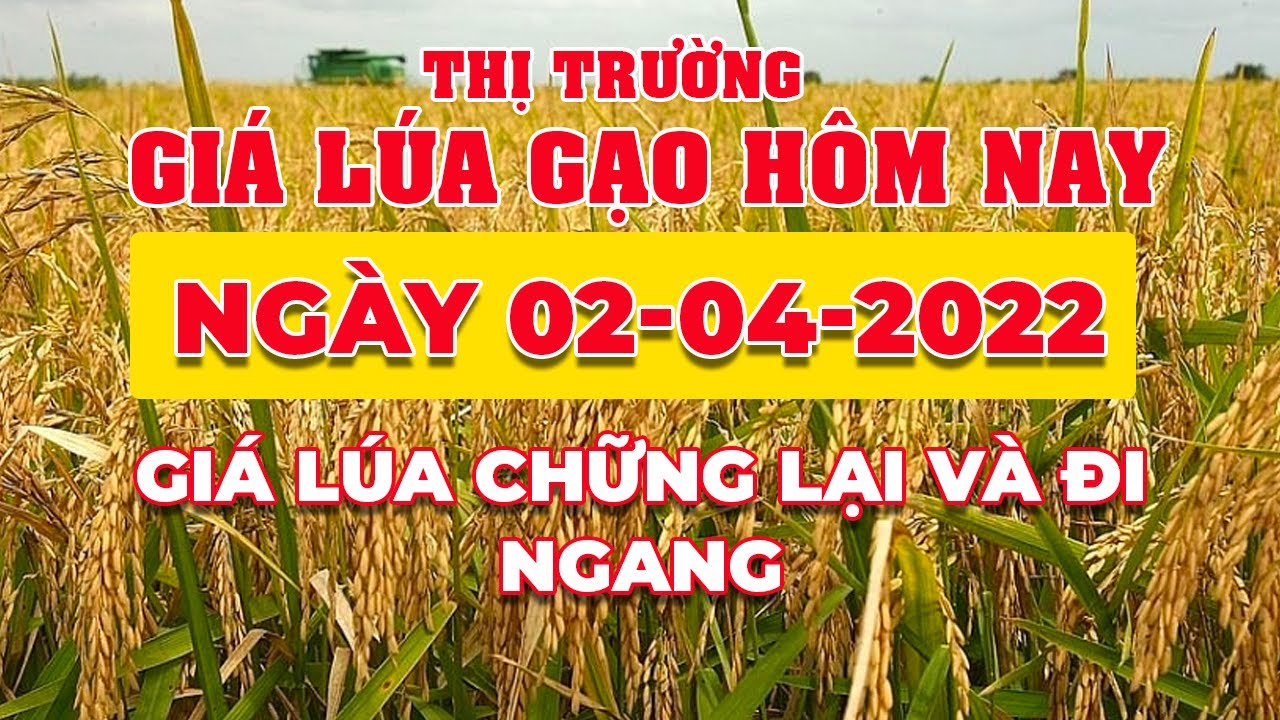 rice and paddy prices today