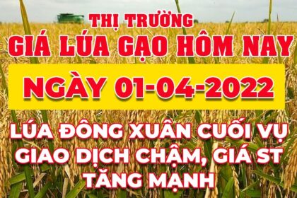 rice and paddy prices today